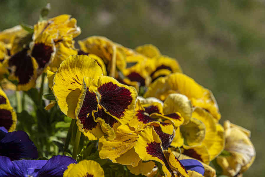 Flores variadas - la Vall Fosca - Lleida - Catalunya 1.jpg